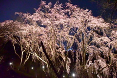 桜の森