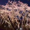桜の森