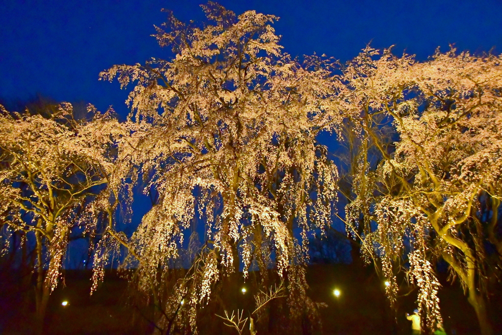 桜の森