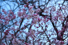 桜の森