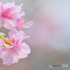 咲き香り　河津桜
