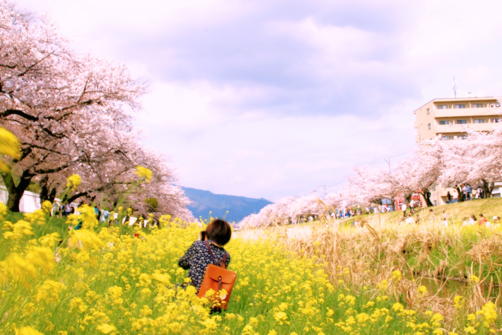 菜の花と桜…