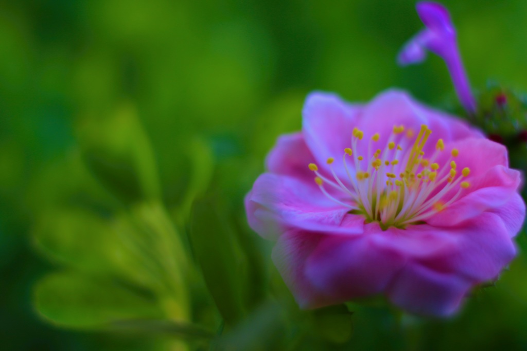 落ちた梅の花一輪…