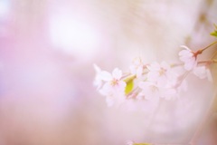 ふんわり桜…