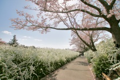 桜とユキヤナギ…