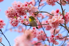 日本一早い春
