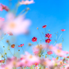 秋桜空