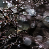 雨のあと