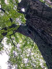 樹齢８００年の桜