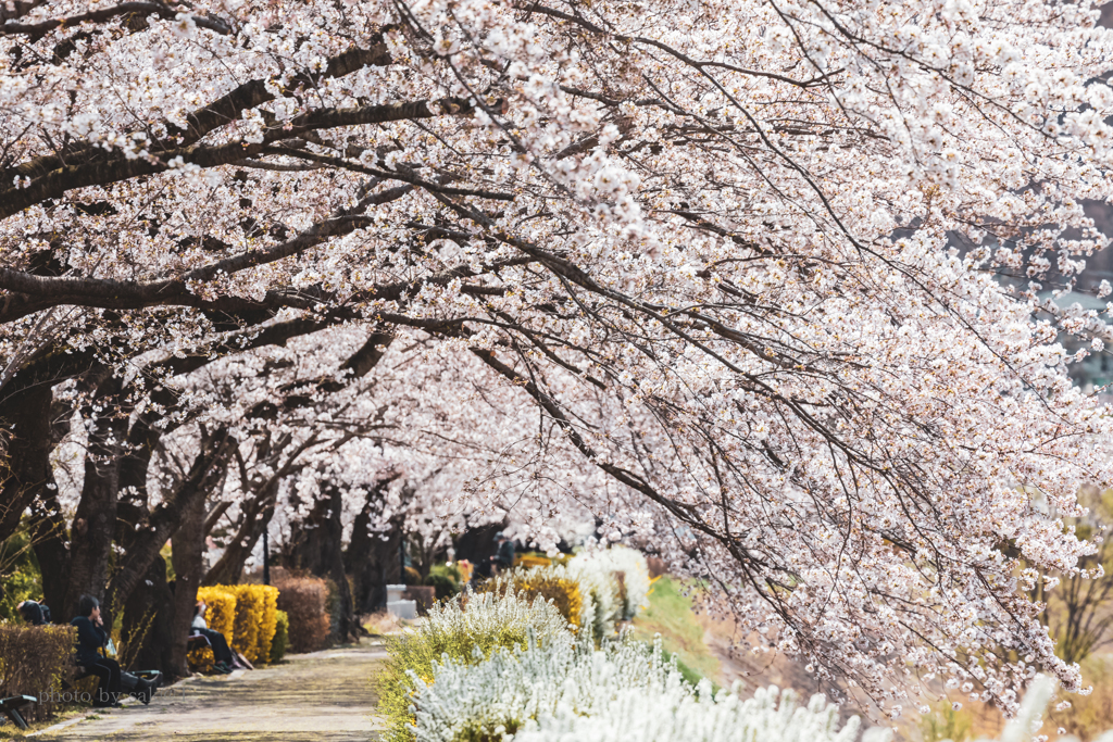 SAKURA屋根