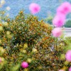 芸術の秋？食欲の秋？