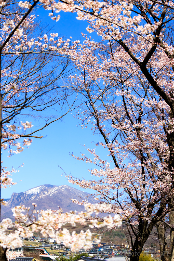 桜浅間