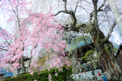 神宮寺しだれ桜