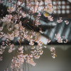 残桜