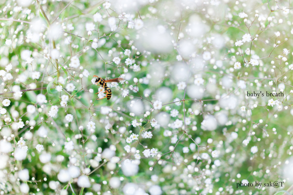 baby's breath