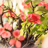 春を呼ぶ花