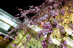 北櫓前の枝垂桜