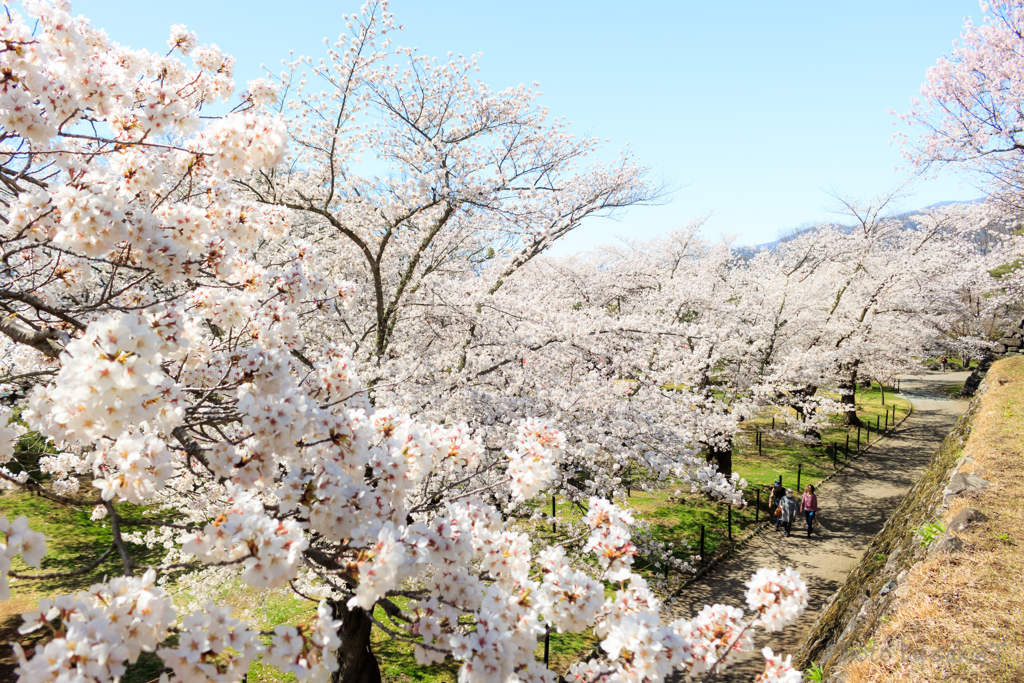 馬場の桜