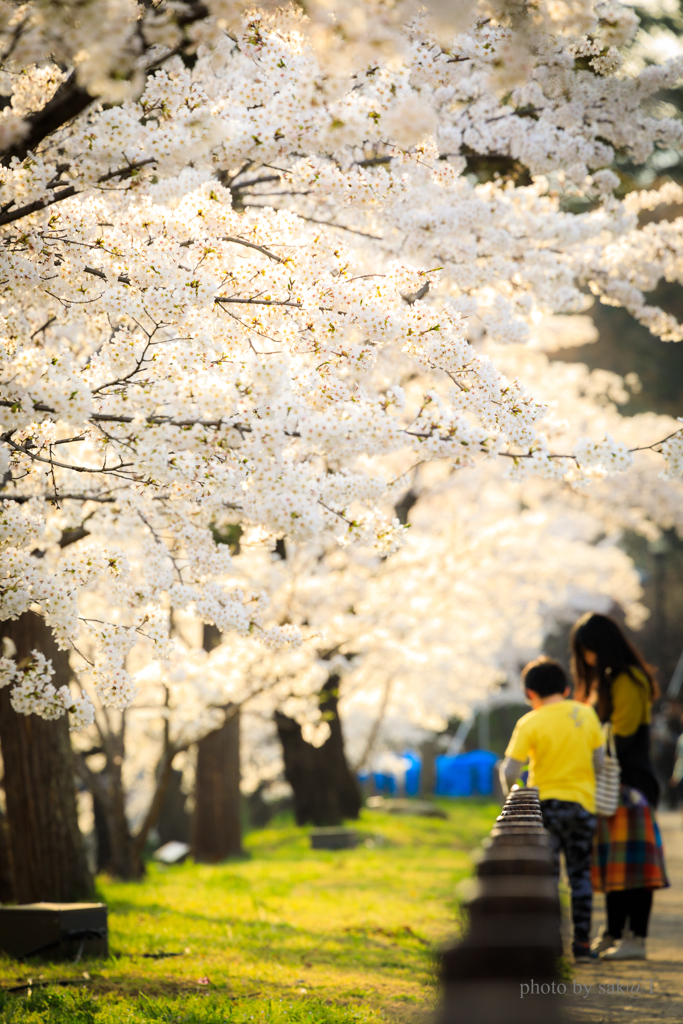 暖桜