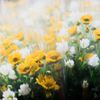 菊の花束の束