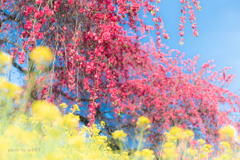 空色・赤紫・菜の花色