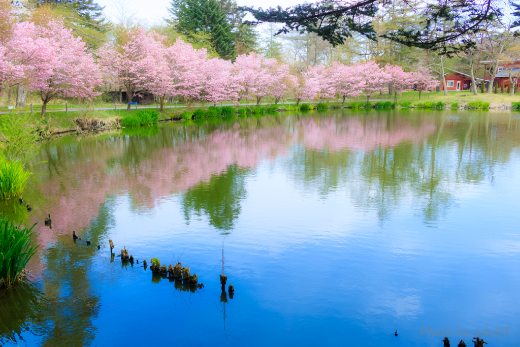 池のほとりで