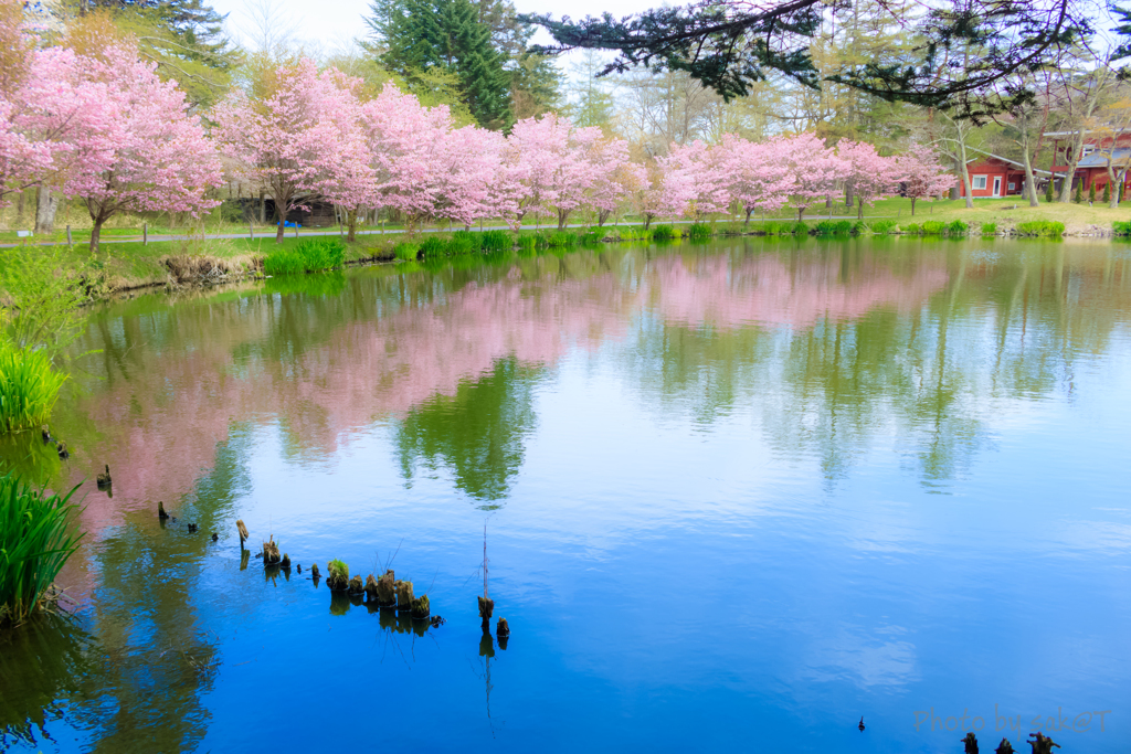 池のほとりで