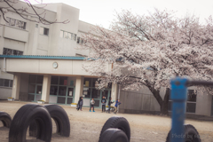 あの時の桜の木