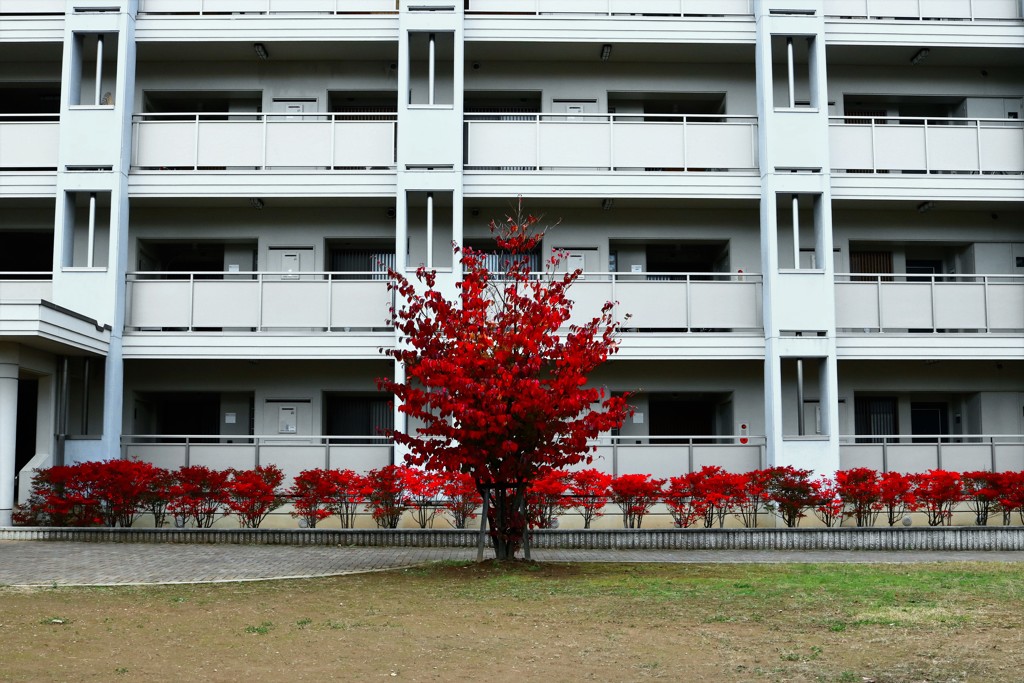 団地の秋