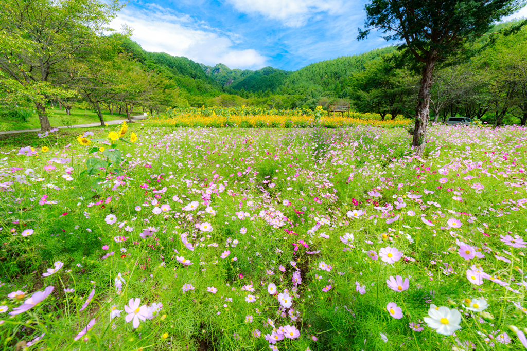 秋桜とコスモスと、少しだけひまわり