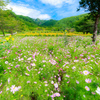秋桜とコスモスと、少しだけひまわり