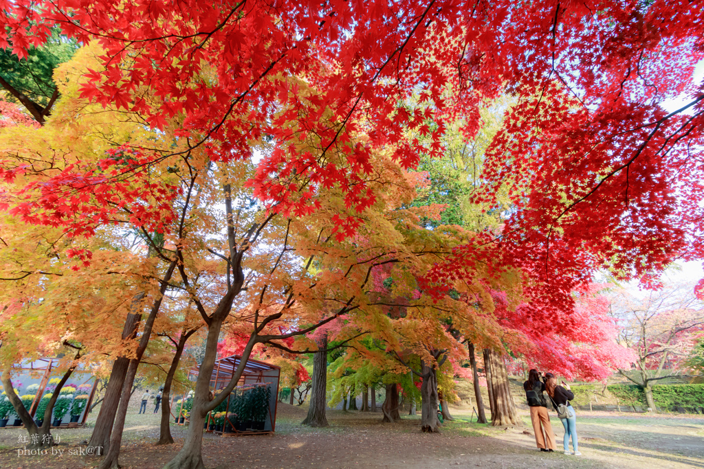 紅葉狩り
