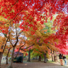 紅葉狩り