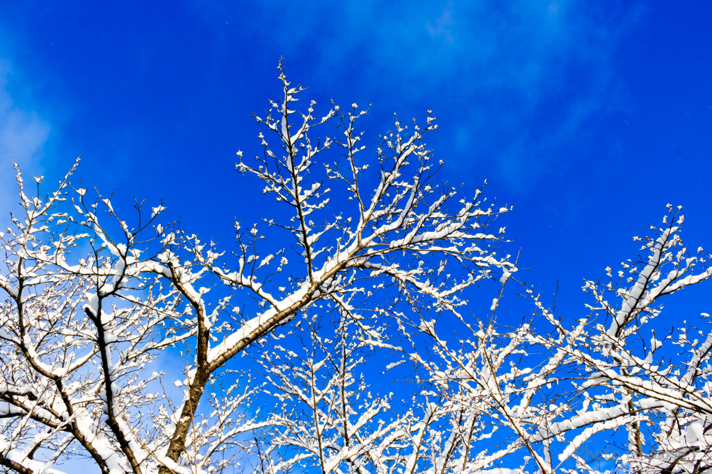いや、雪には青でしょう