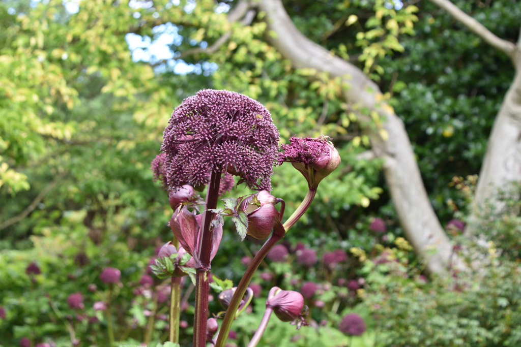 エジンバラ観光009