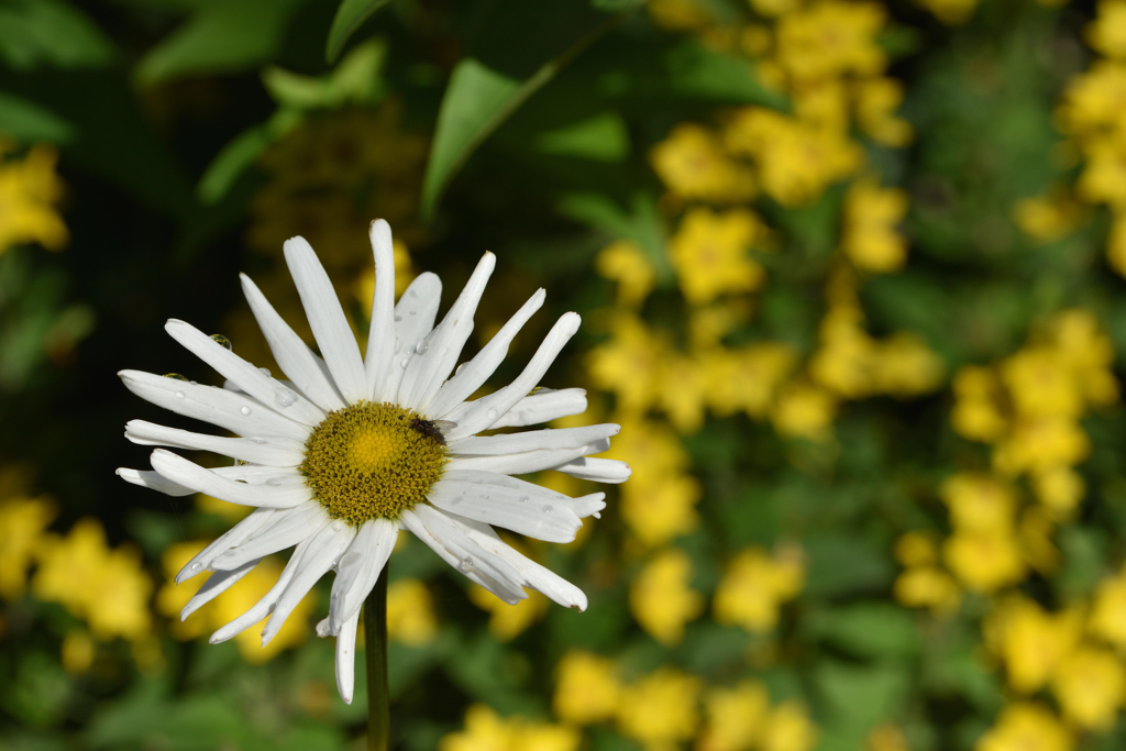 エジンバラ観光008