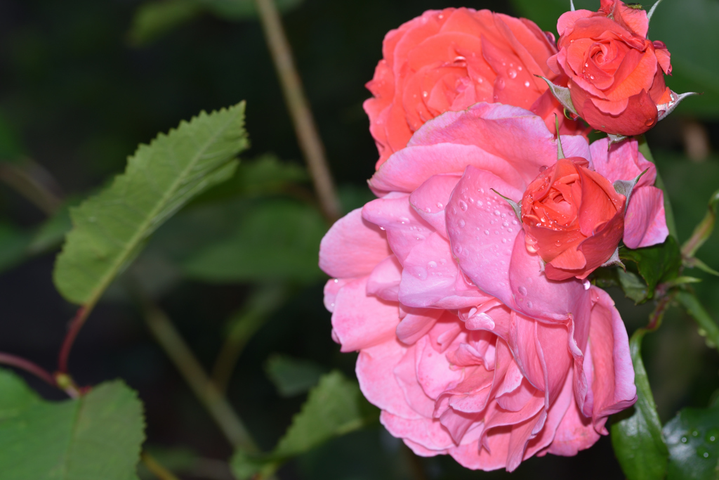 エジンバラ観光011