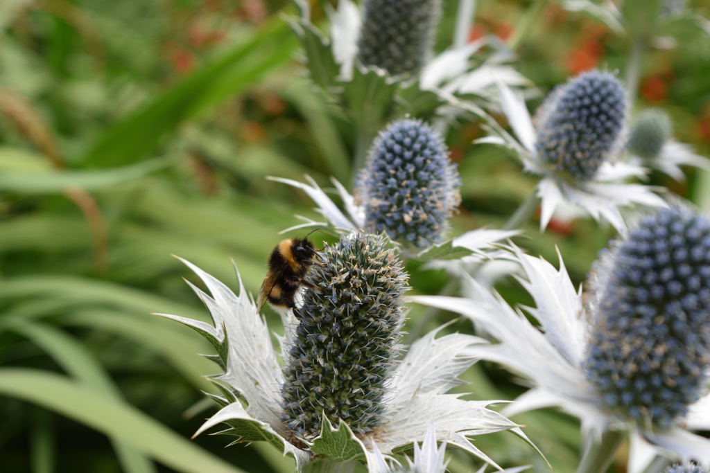 エジンバラ観光004