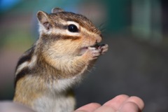 シマリス
