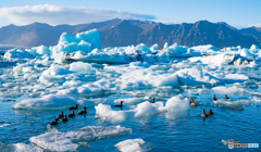 Swimming Duck in Glacier