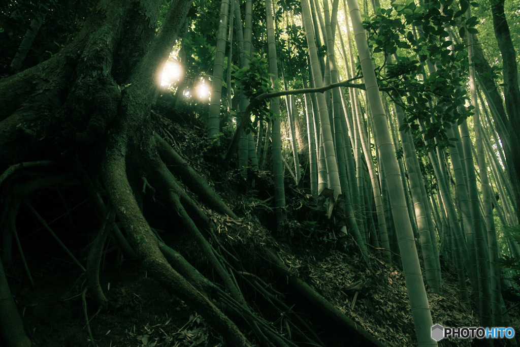 竹林