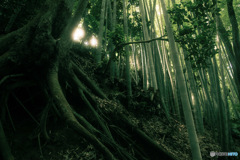 竹林