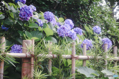 紫陽花