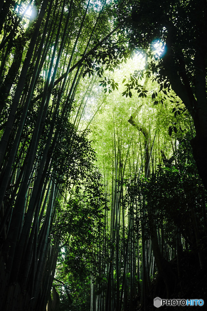 竹林