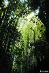 竹林