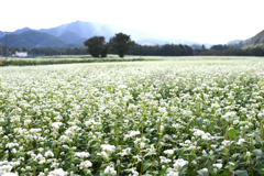 蕎麦の花