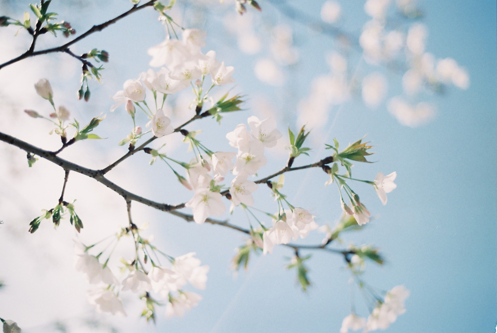 白い桜 By ふわすまいる Id 写真共有サイト Photohito