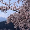 河口湖の桜