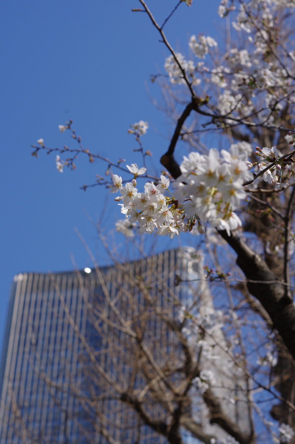 都会の桜