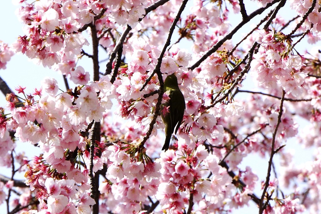 日比谷公園の桜とメジロ